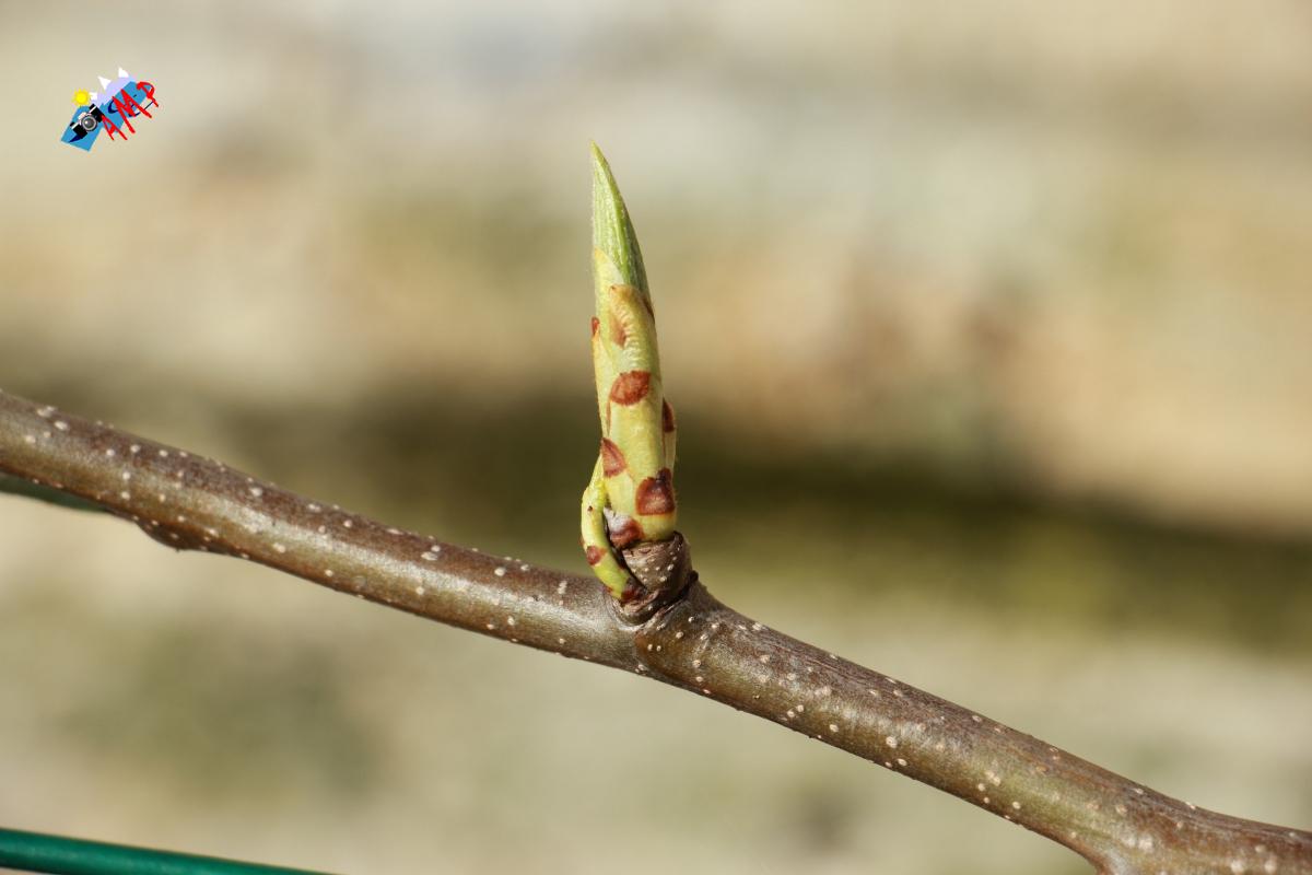 N2015-04_12_IMG_8316-Poirier Doyenné du comice_HG